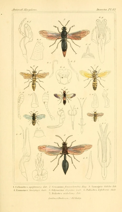 bugs from an antique book, including several