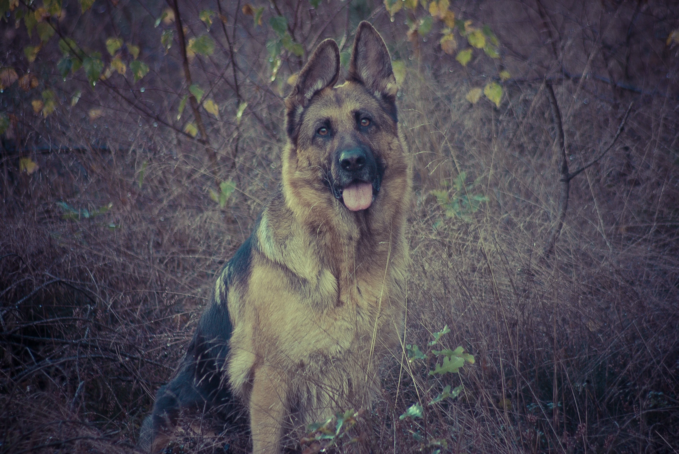 a dog that is looking up at the camera