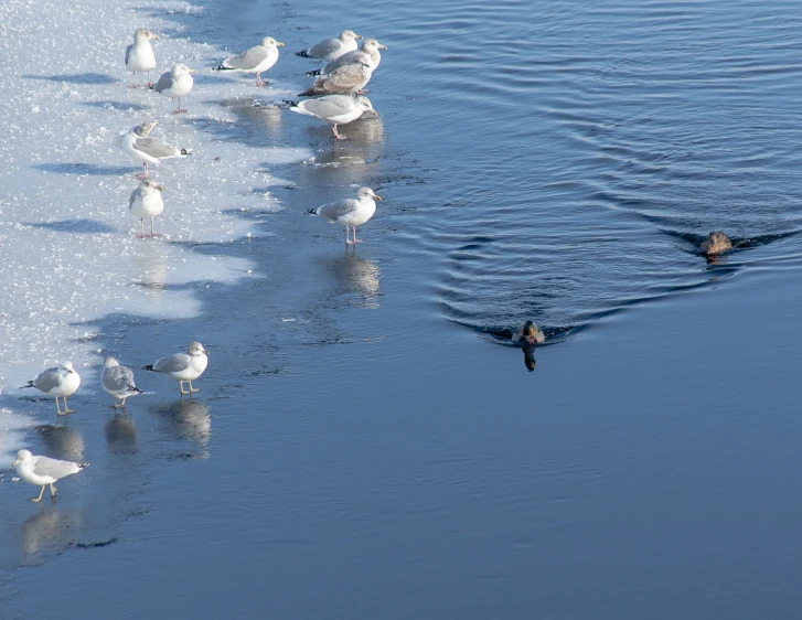 there are many birds standing on the water