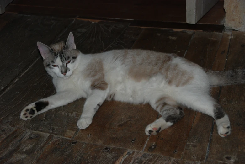 a brown and white cat is laying down on wooden floors