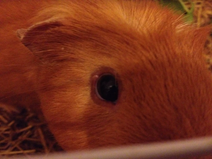 a brown animal that is inside of some hay