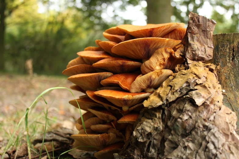 a close up view of several mushrooms on a tree