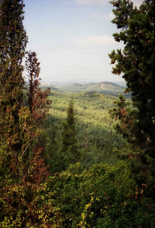 there are trees and shrubs in the foreground of a lush green field