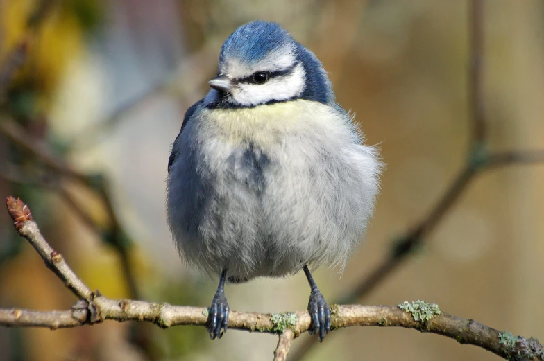 a blue and white bird sitting on top of a tree nch