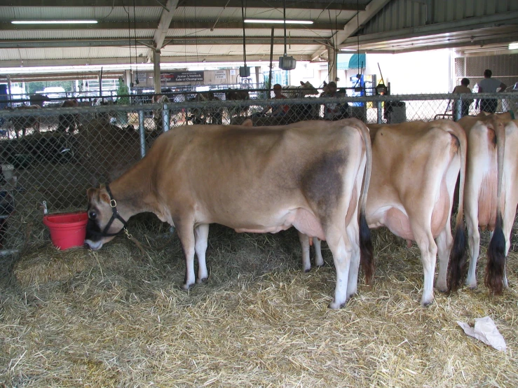 three cows eating hay out of a red bucket