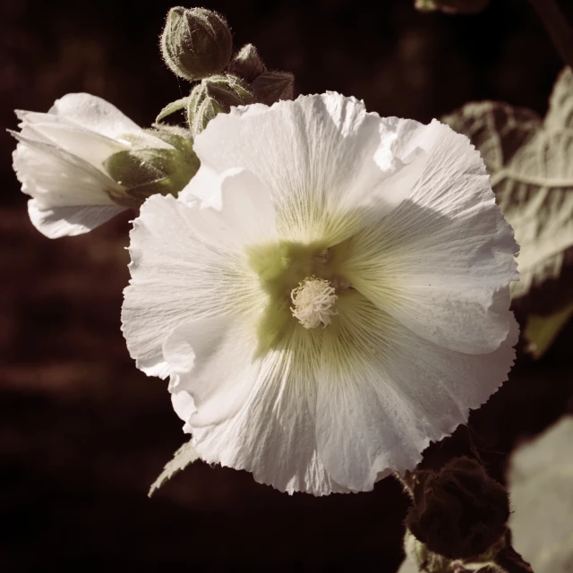 the center flower of a white flowered plant