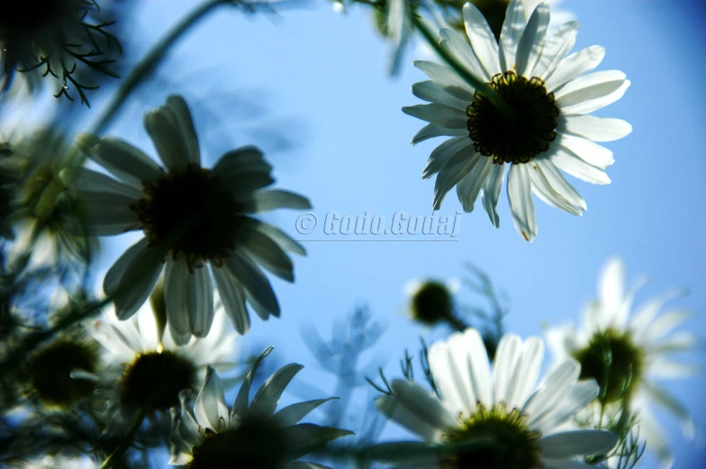 a bunch of white flowers are in the foreground