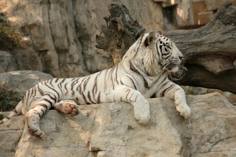 a white tiger laying down on a rock