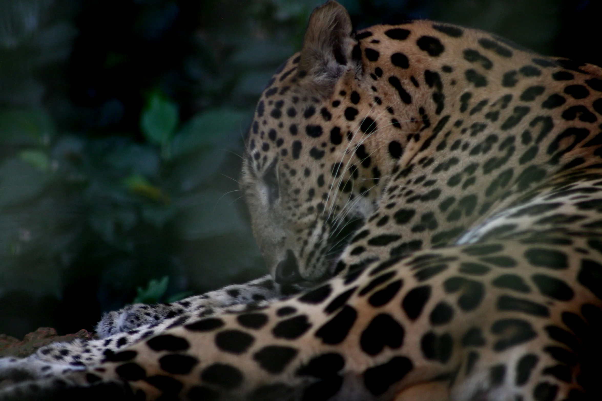 a close - up po of a leopard in the night time