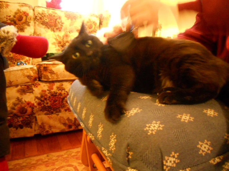 a black cat sitting on top of an old sofa