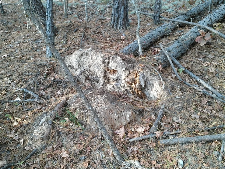 tree stumps in the woods covered with dry grass and debris