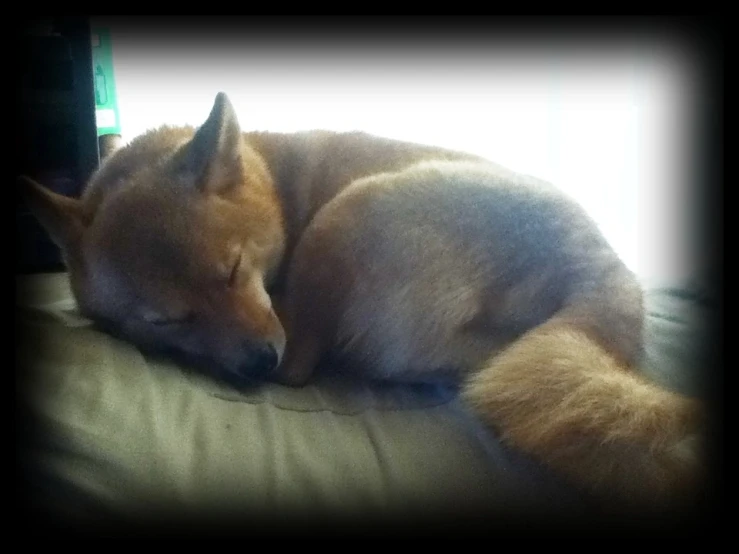 a dog curled up on a couch next to a window