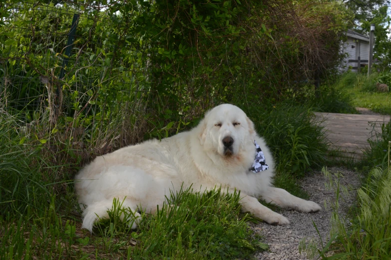 a white dog lays in the middle of a patch of grass