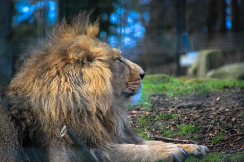 the lion is sitting down and posing for the po