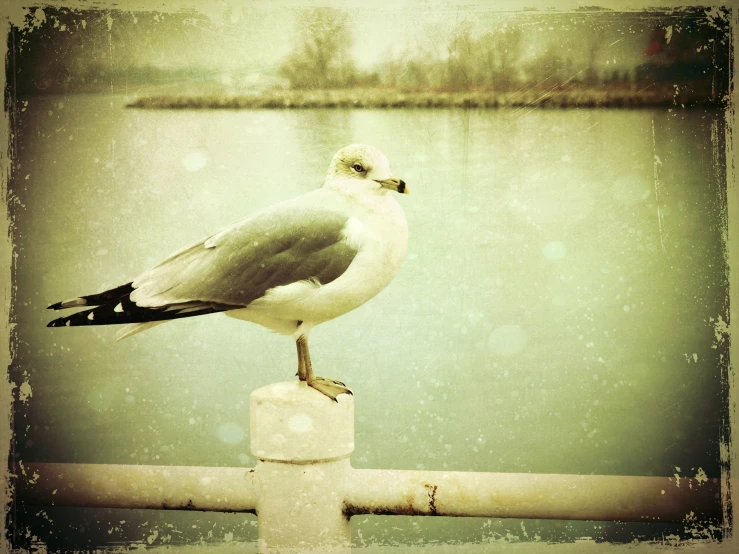 a bird is perched on a pole with water in the background