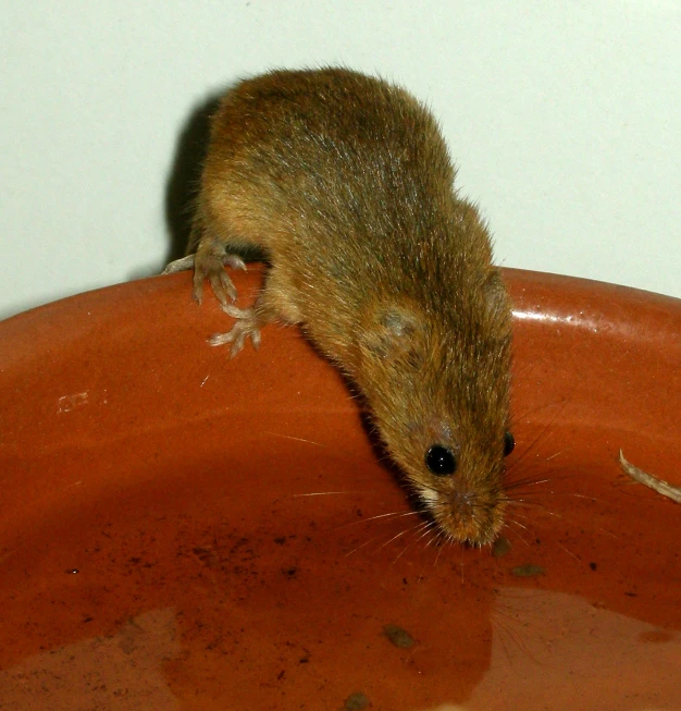 a mouse standing on a large round object