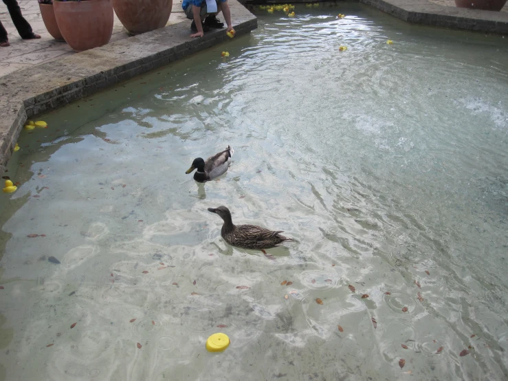 two ducks swim in a shallow pool of water