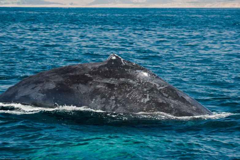 a humpback whale is sitting on the water