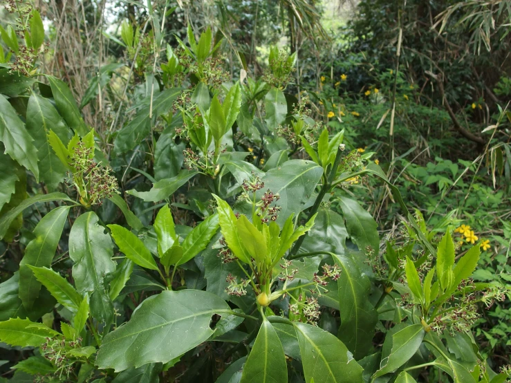 the forest is full of trees with green leaves