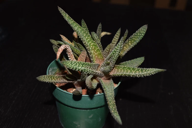 some succulent plants sitting in a small pot on a table