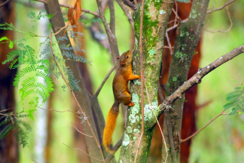 a squirrel climbs up the bark of a tree