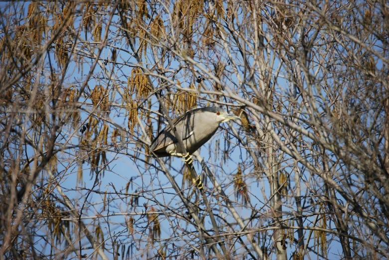 a large white bird perched in a tree