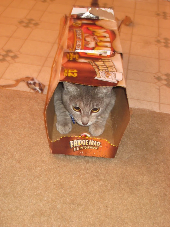 a gray cat hiding in a package of food