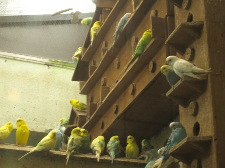 a flock of birds are sitting and standing on a shelf