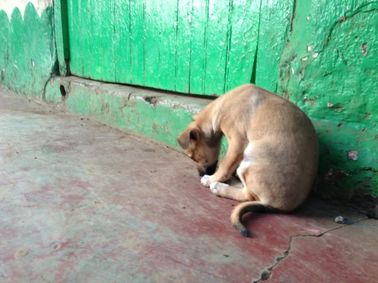 a puppy playing with his front paws on the floor