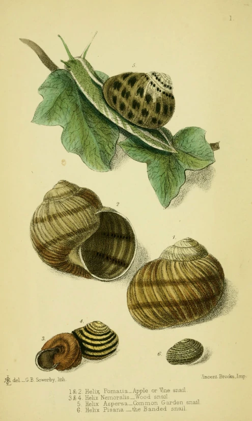 an old illustration of shells and leaves