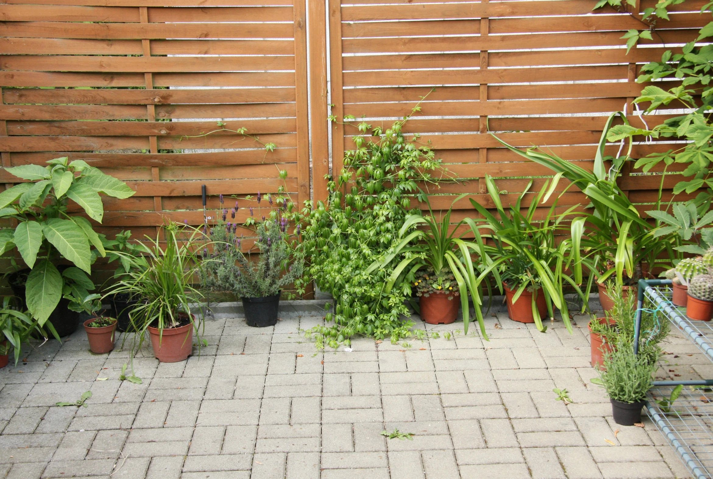 the green house plants is lined up in pots on a sidewalk