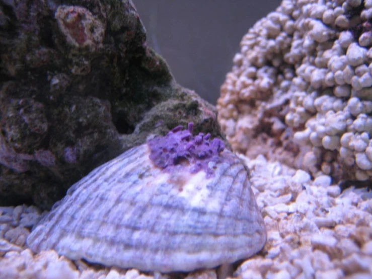 a white and purple seashell in front of a coral