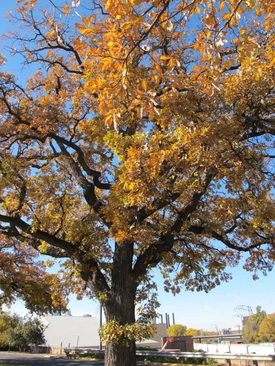 the tree is near the bench under the tree