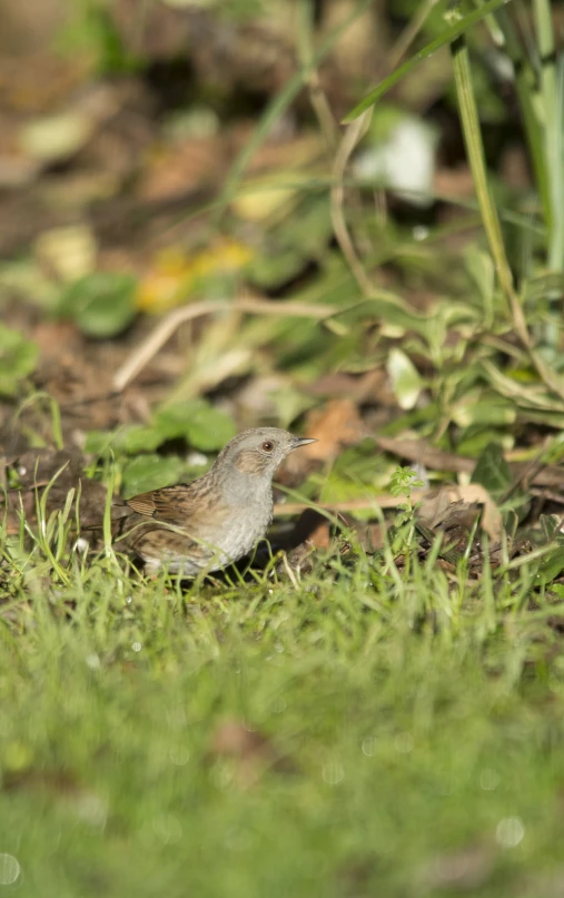 a small bird walking through some grass