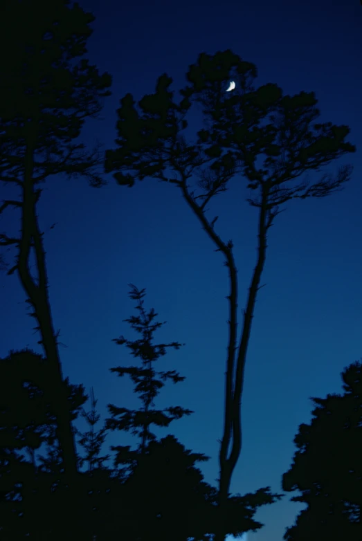 a full moon seen through trees on a blue night