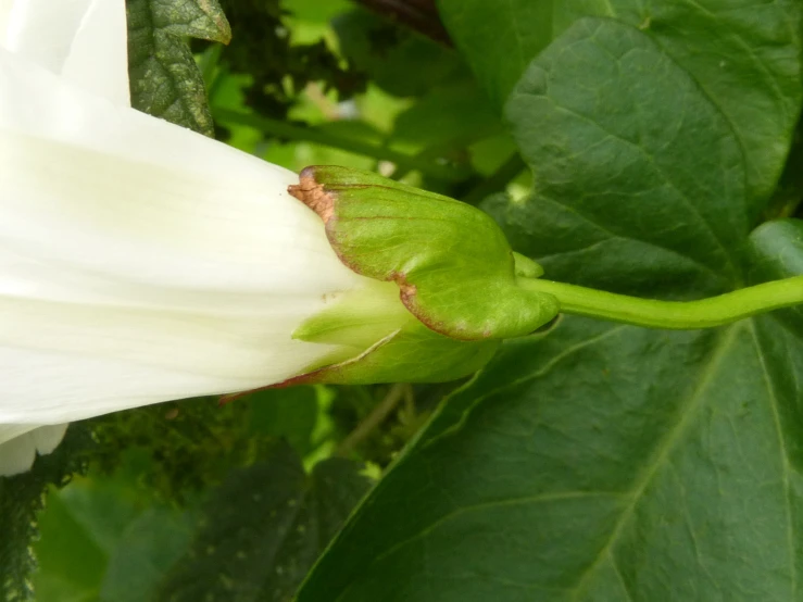 a white and green plant has a bud emerging out of it