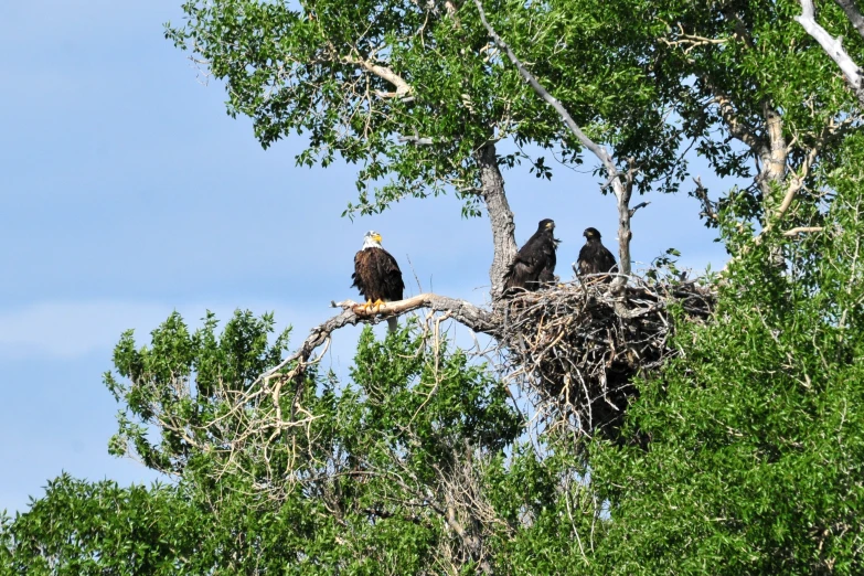 the birds are in the tree top looking for prey