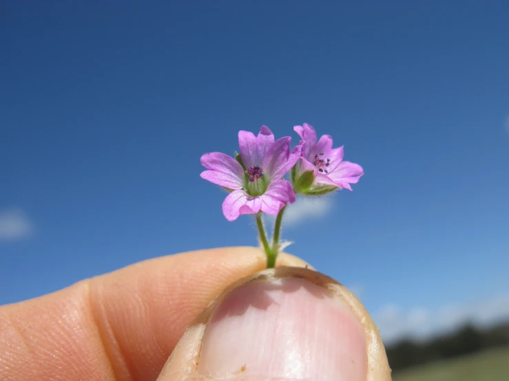 small purple flowers bloom on tip of human's finger