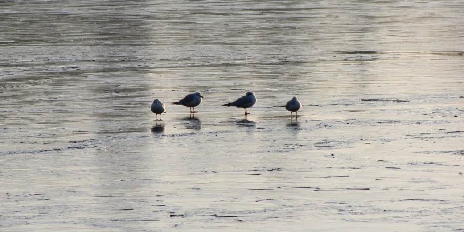 three birds are standing in the shallow water