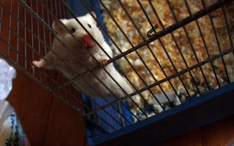 a white rat inside of a metal cage