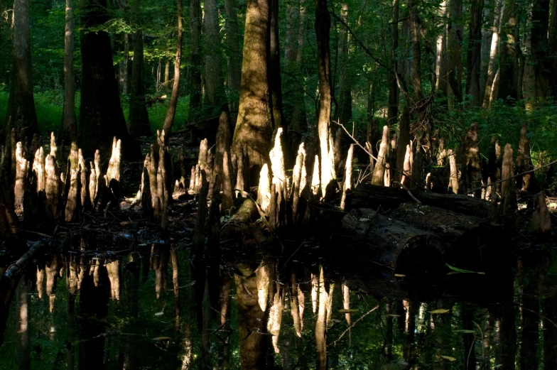 sunlight streaming through the trees is creating beautiful reflections in the water