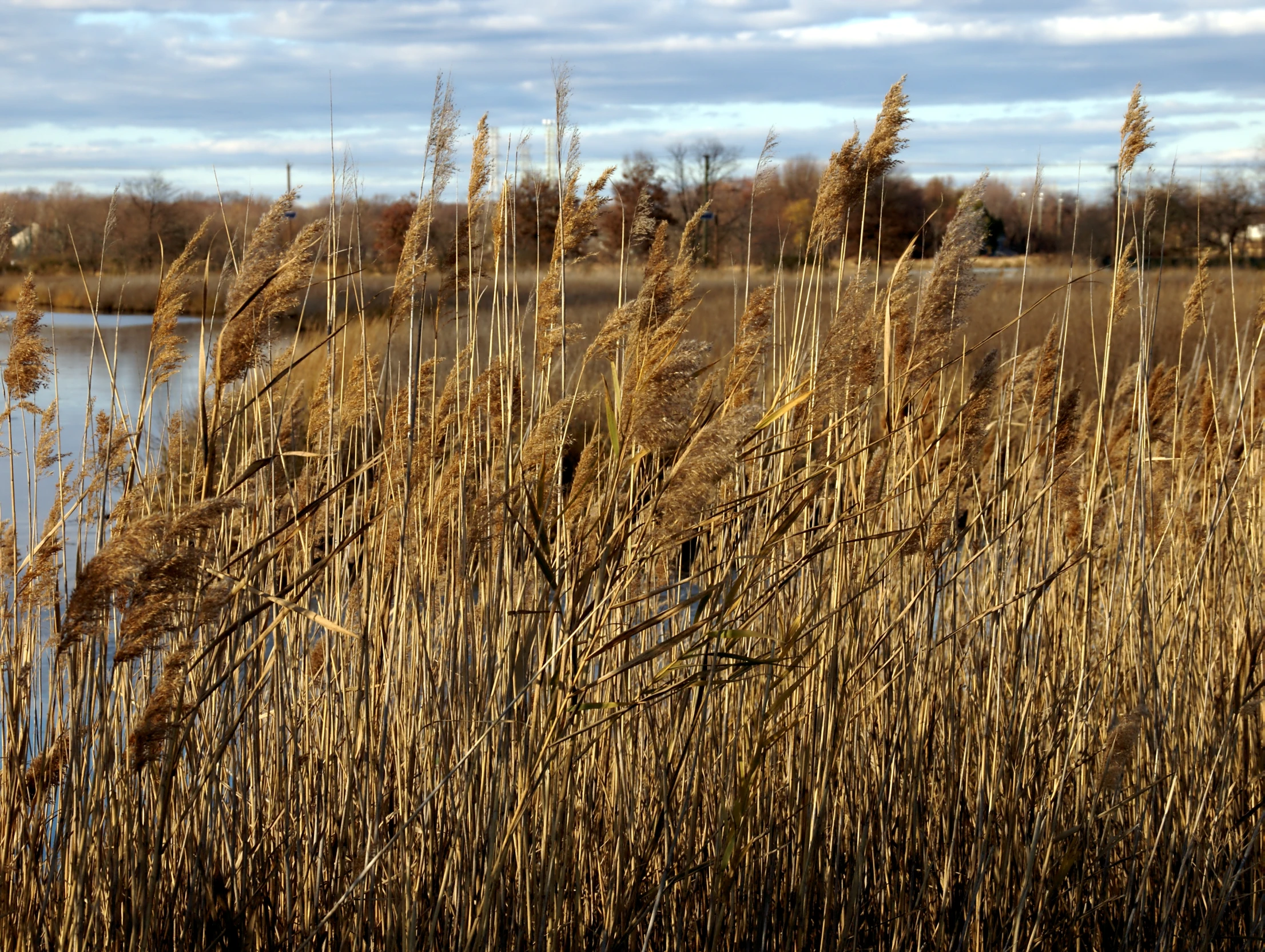 a marsh landscape with a lake and some tall brown grasses