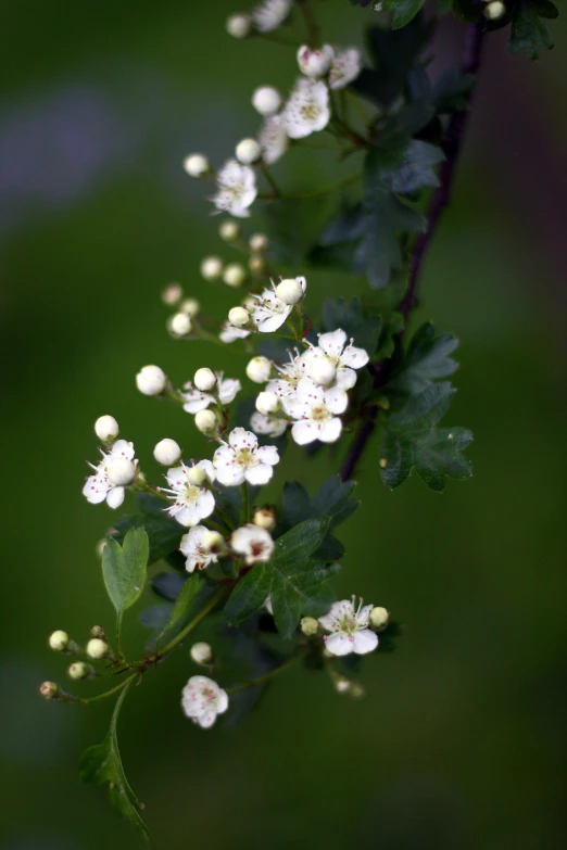 white flowers hanging down from a tree