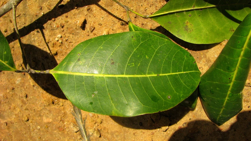 there are some leafs laying on a rock