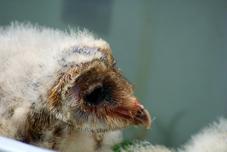 a baby bird that is next to its mother