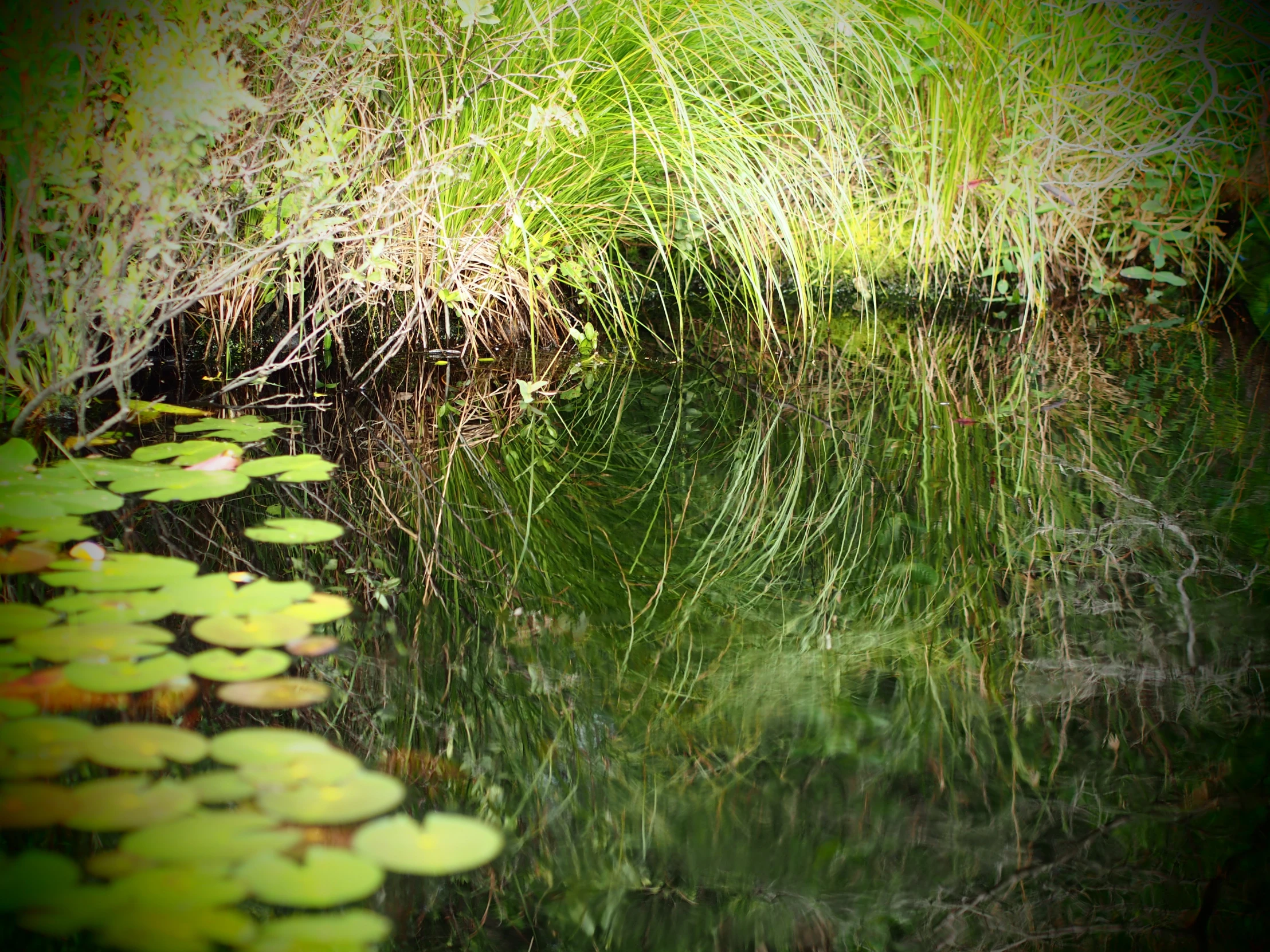 a pond surrounded by plants and grass