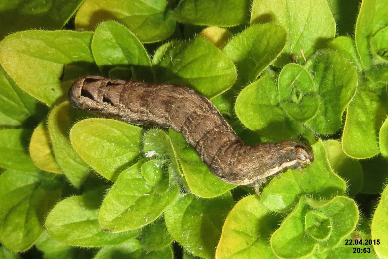 a caterpillar crawling in the green leaves