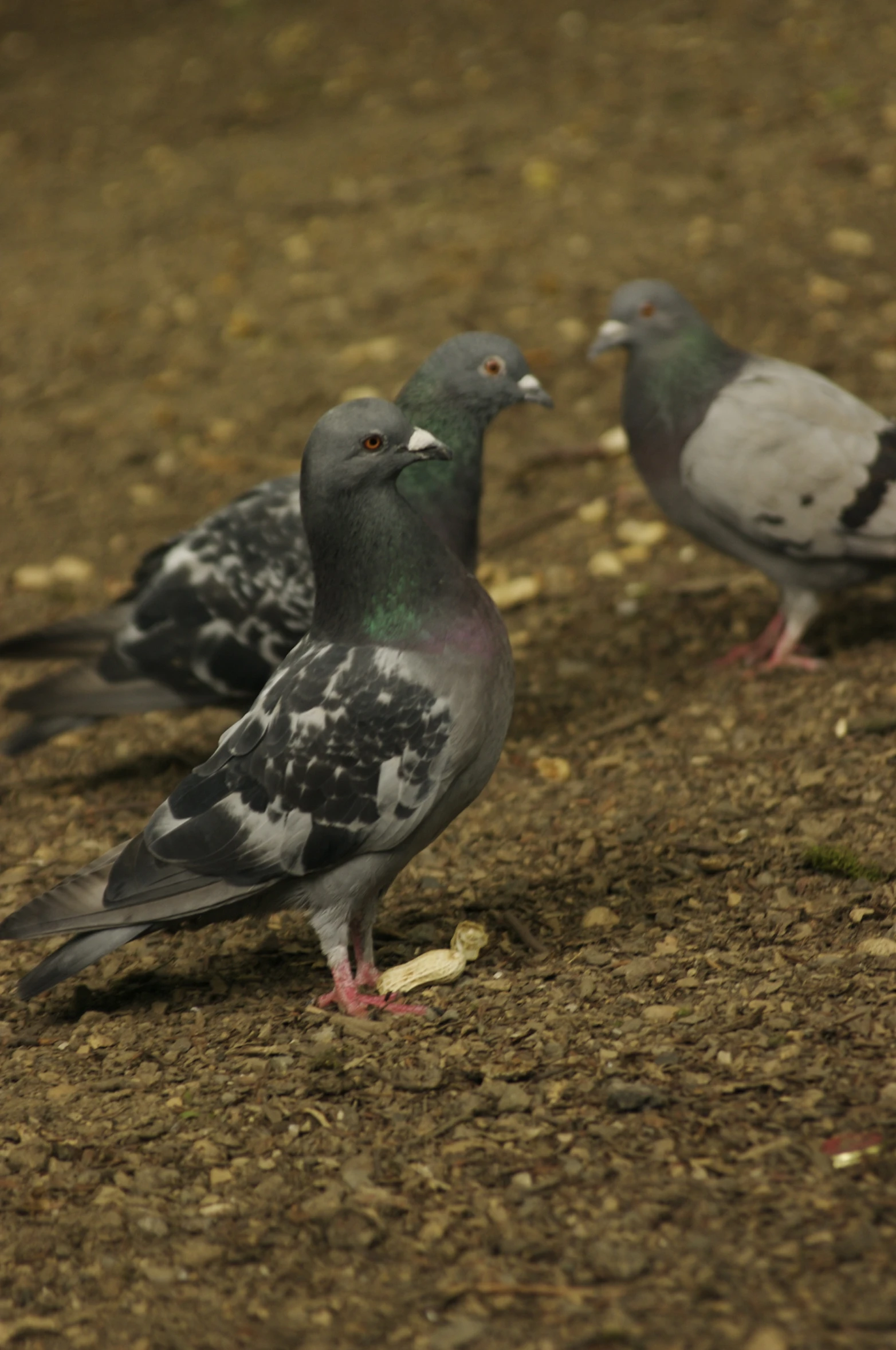 a flock of birds standing on top of a dirt field