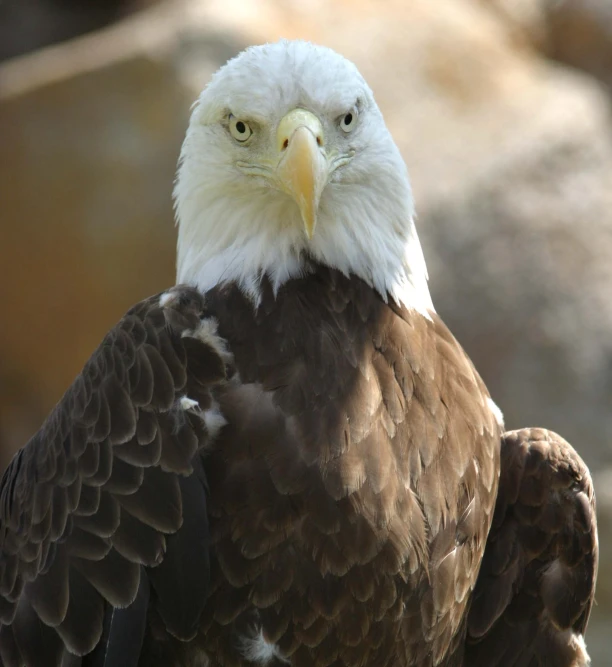 a close up s of a bald eagle