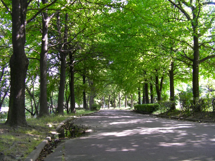 trees and grass line an open paved area